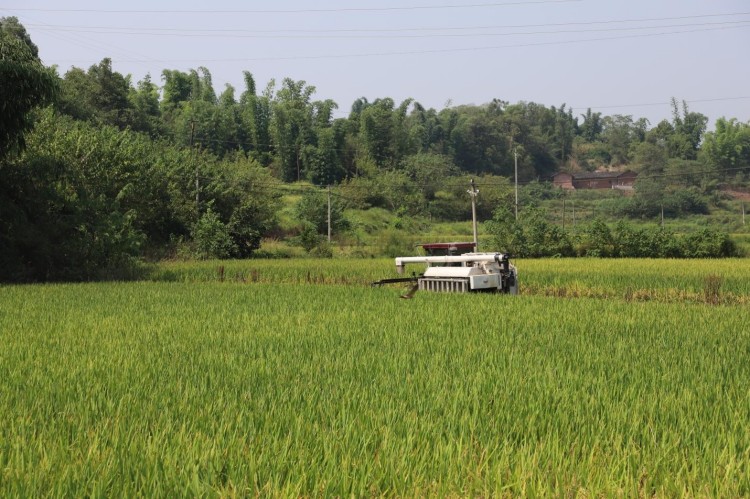 种植基地.jpg